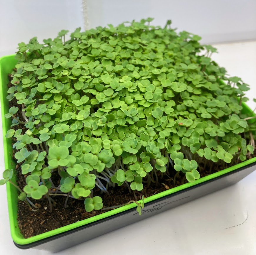 Microgreens Grow (More) Kit