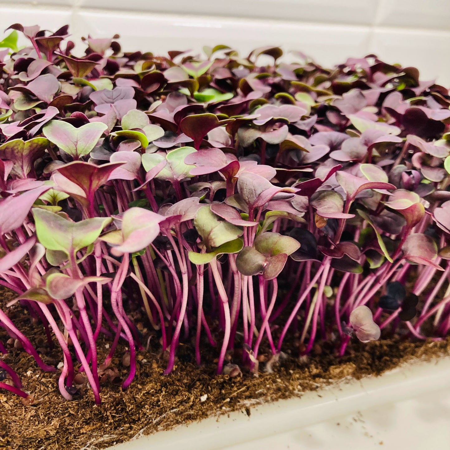 red radish microgreens