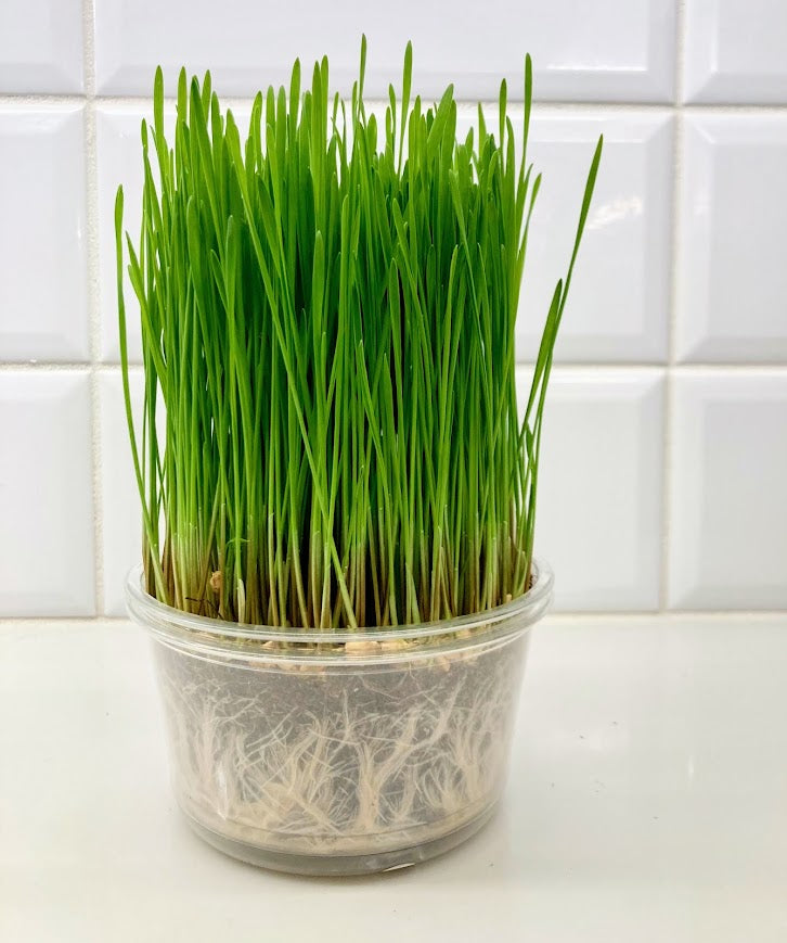 Pet Grass, Organic