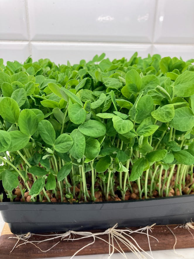 The Big HEYDAY Salad, Organic