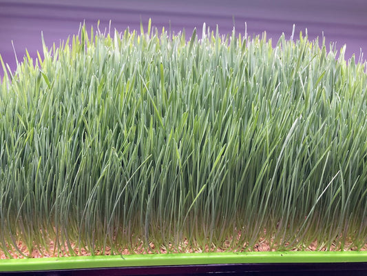 HEYDAY GREENS Organic Wheatgrass for Juicing available as a live products or cut, fresh and ready to juice.