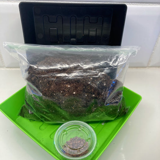 Microgreens Grow (More) Kit