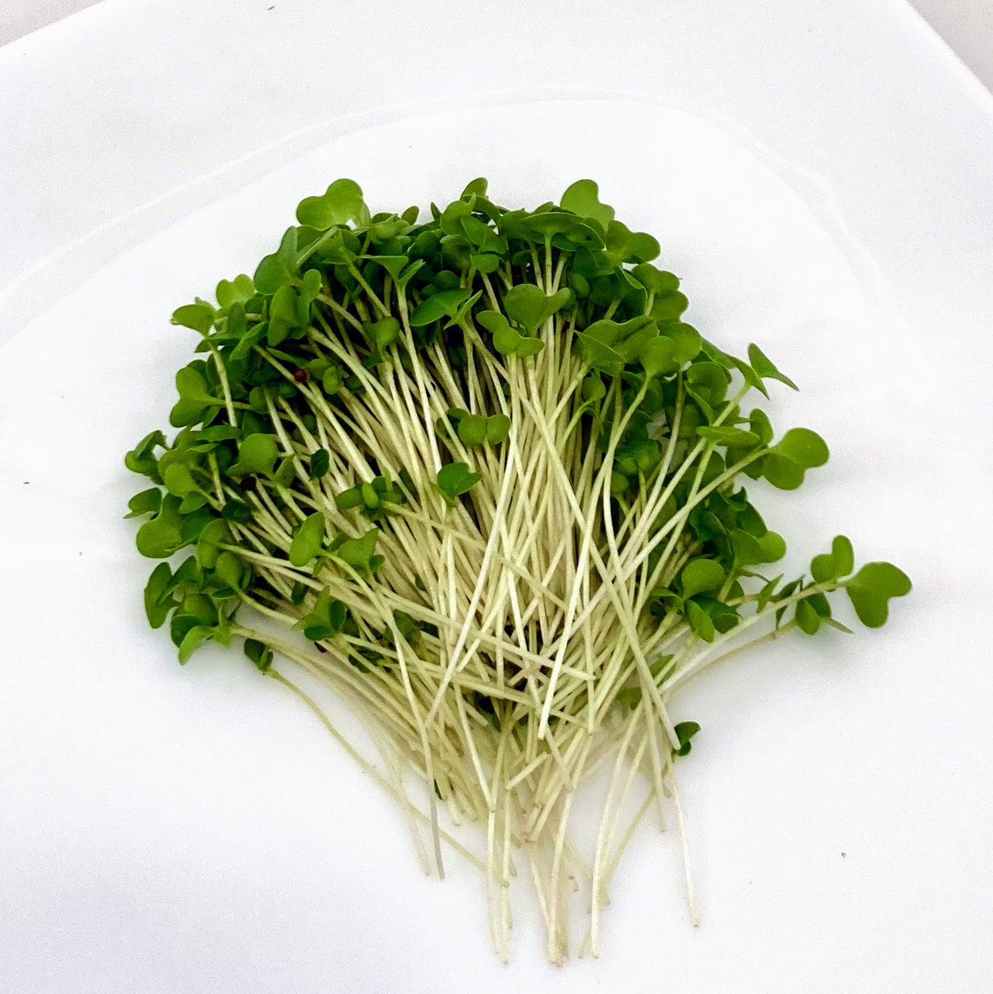 Breakfast Booster Mix, Organic - Sunflower, Radish and Broccoli