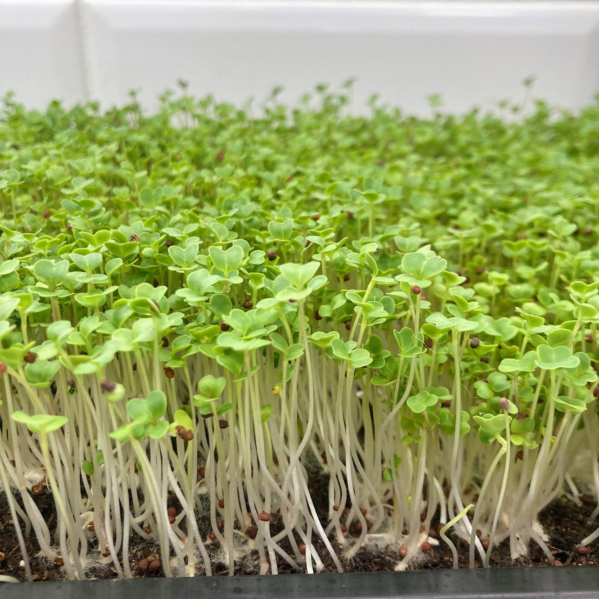 broccoli microgreens