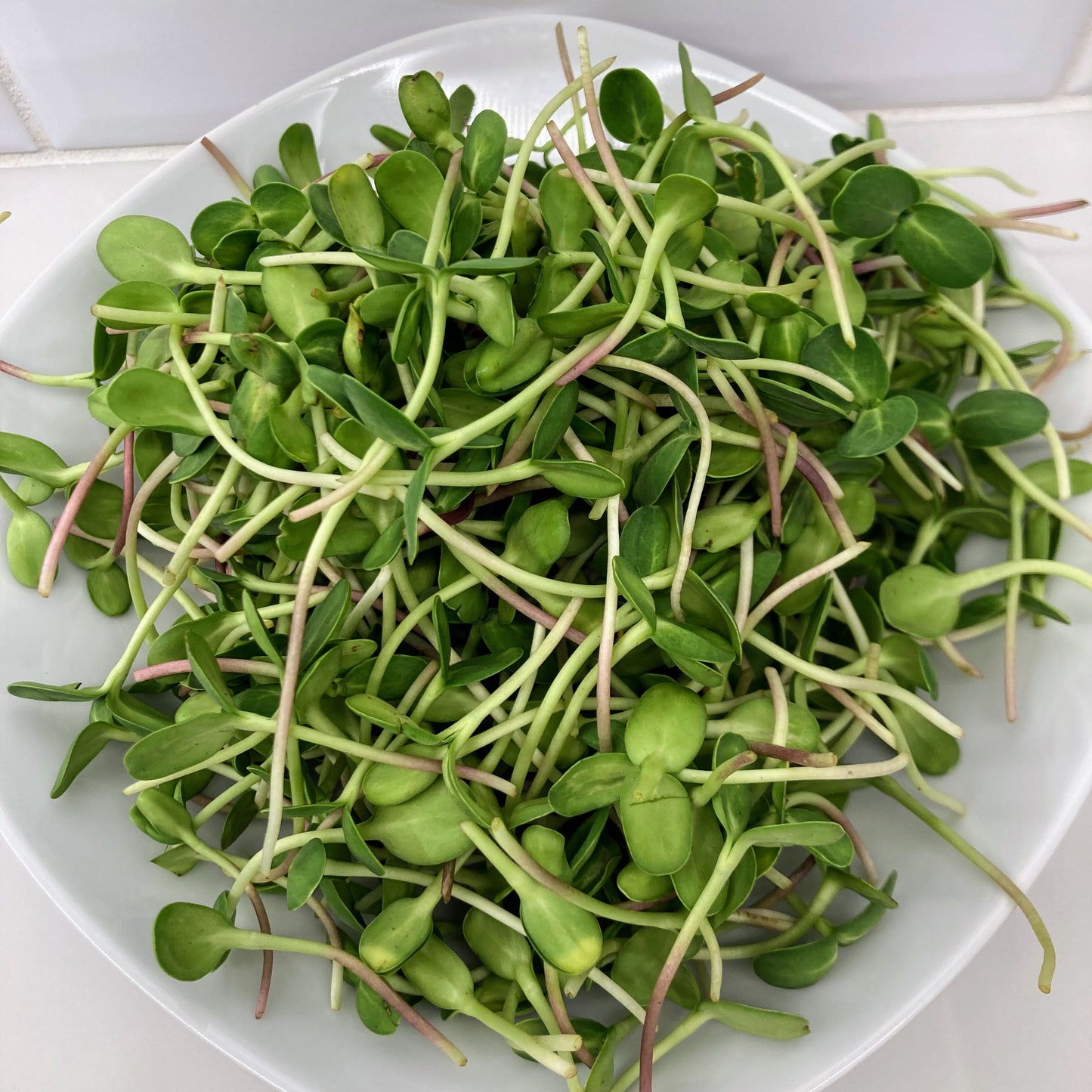 Breakfast Booster Mix, Organic - Sunflower, Radish and Broccoli