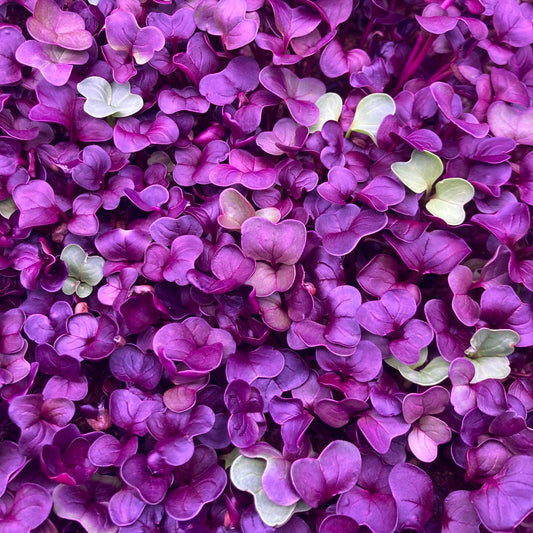 red radish with few green radish leaves