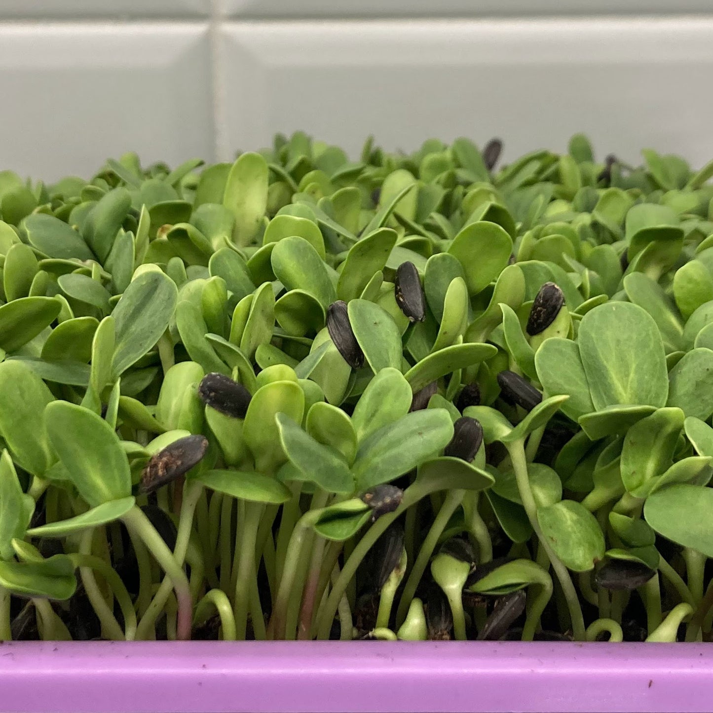 sunflower microgreens
