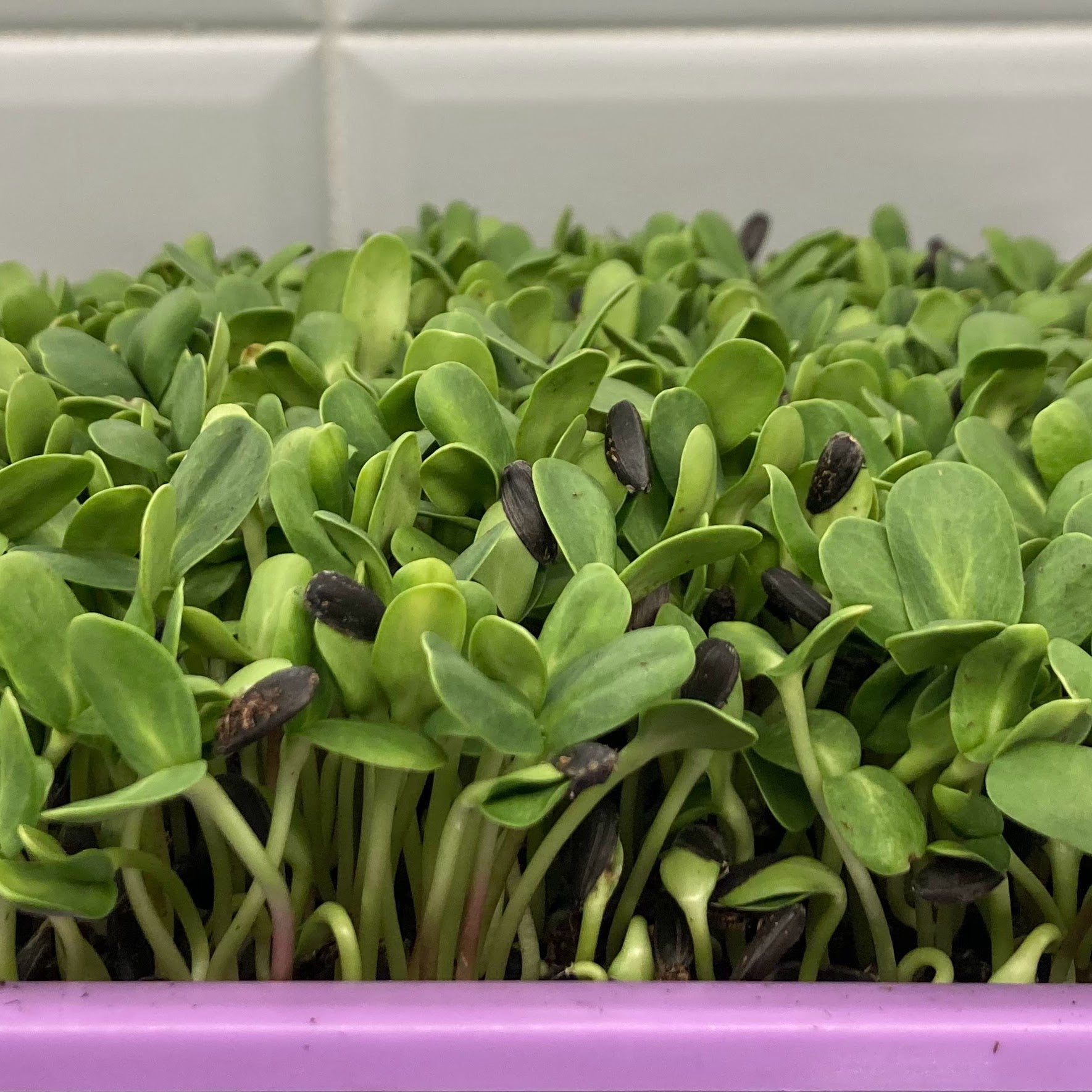 sunflower microgreens