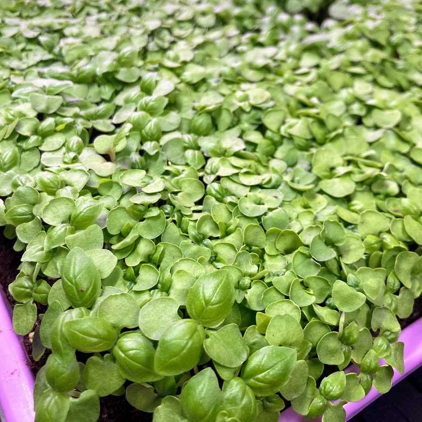 Micro Basil, Organic