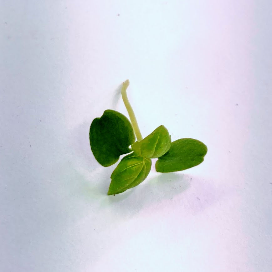 Micro Basil, Organic