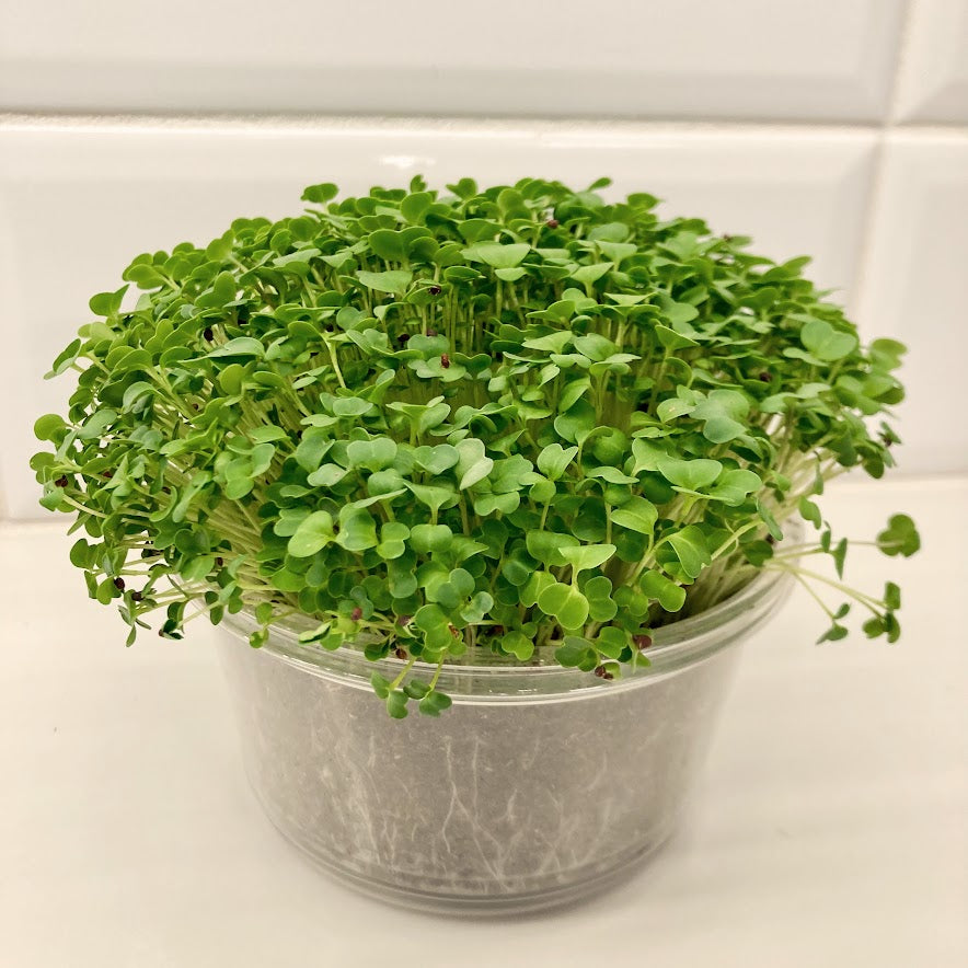 Set of Four Round Tubs, Organic - Broccoli, Buckwheat, Red Radish and Peas