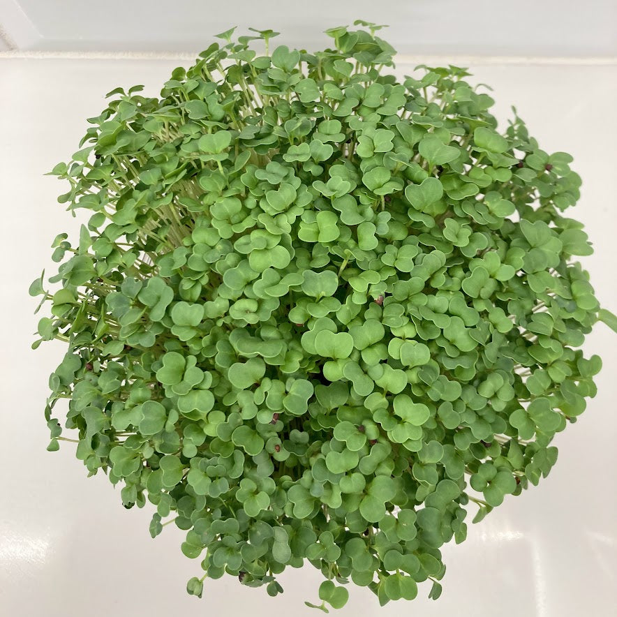 Set of Four Round Tubs, Organic - Broccoli, Buckwheat, Red Radish and Peas