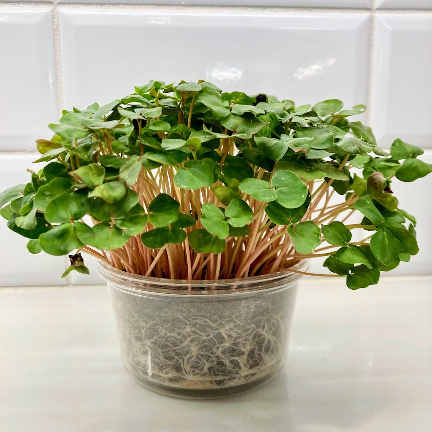 Set of Four Round Tubs, Organic - Broccoli, Buckwheat, Red Radish and Peas