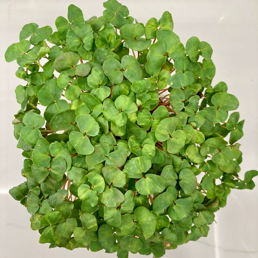 Set of Four Round Tubs, Organic - Broccoli, Buckwheat, Red Radish and Peas