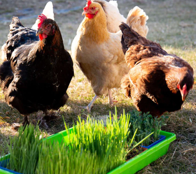 Harvested Trays for Chicken