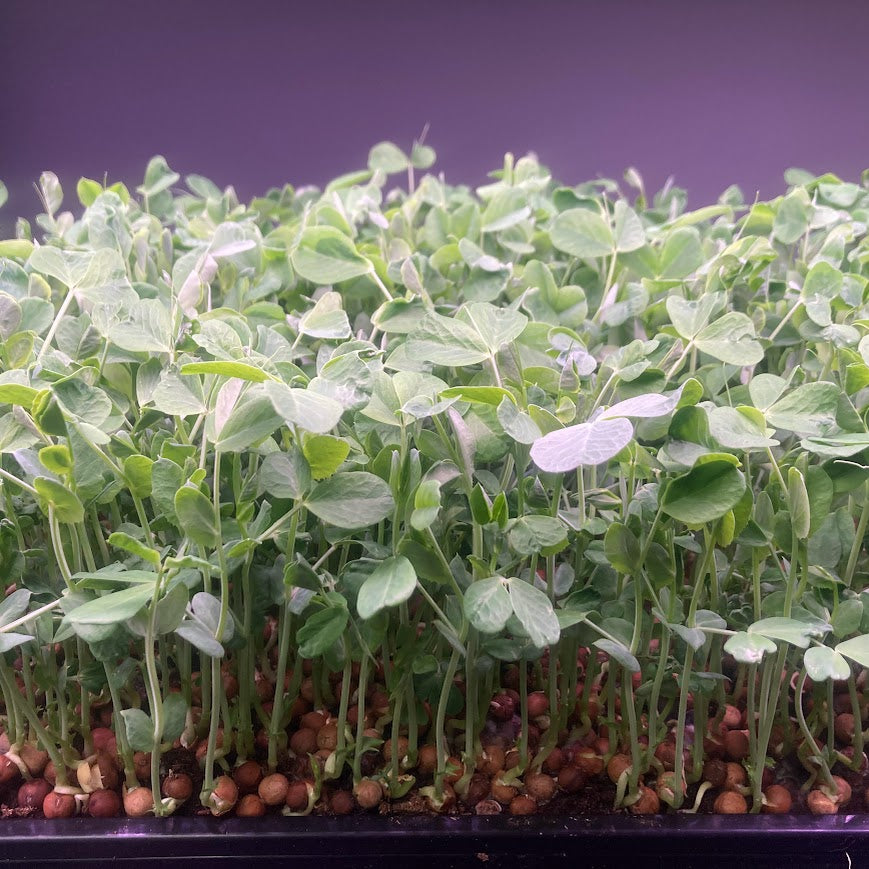 Set of Four Round Tubs, Organic - Broccoli, Buckwheat, Red Radish and Peas