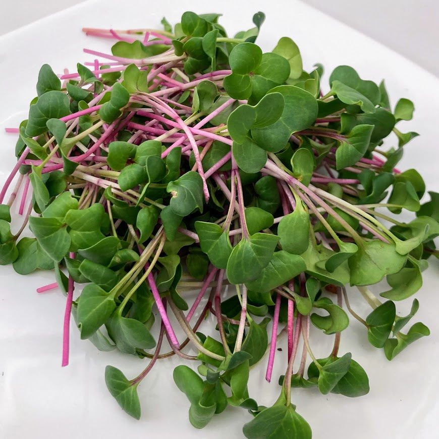 Rose Radish, Organic