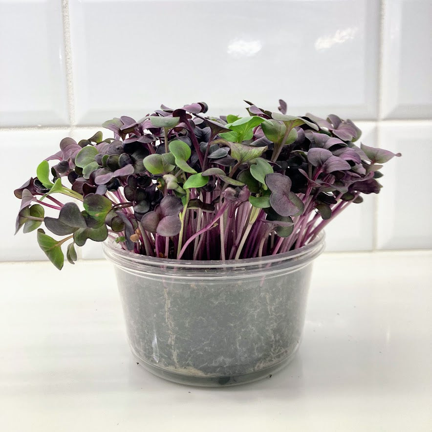 Set of Four Round Tubs, Organic - Broccoli, Buckwheat, Red Radish and Peas