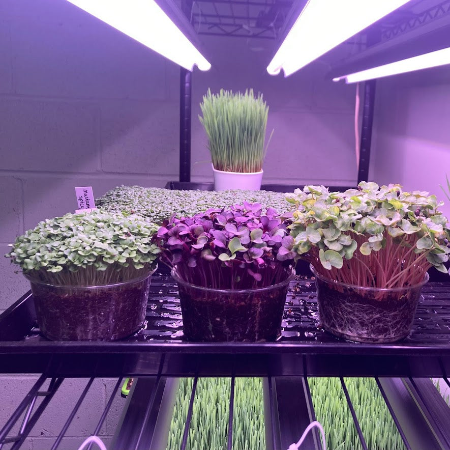 Set of Four Round Tubs, Organic - Broccoli, Buckwheat, Red Radish and Peas