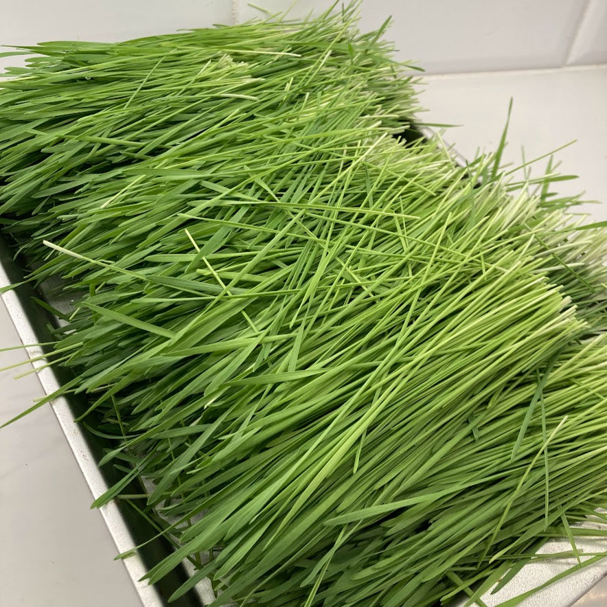 Wheatgrass, Organic