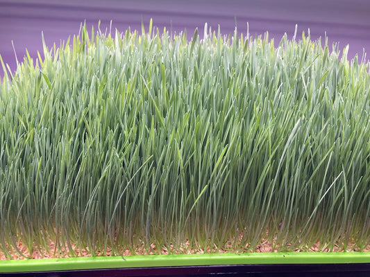 Wheatgrass, Organic