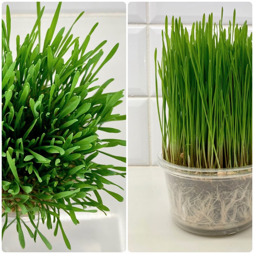 Wheatgrass, Organic